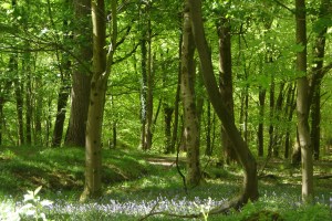 The Forest of Dean, May 2015